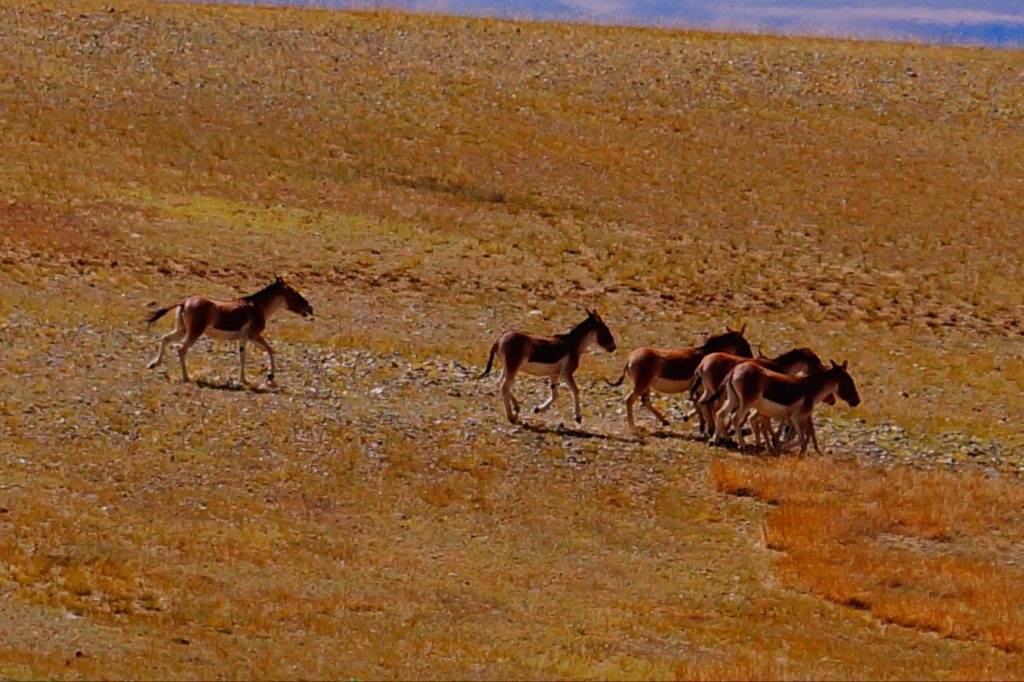 During the eco tour in Ngari with Easy Tibet Tours we saw wild donkeys in Ngari district, Tibet